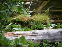 2006-08-03 11-37-19_0246.jpg (123kb)